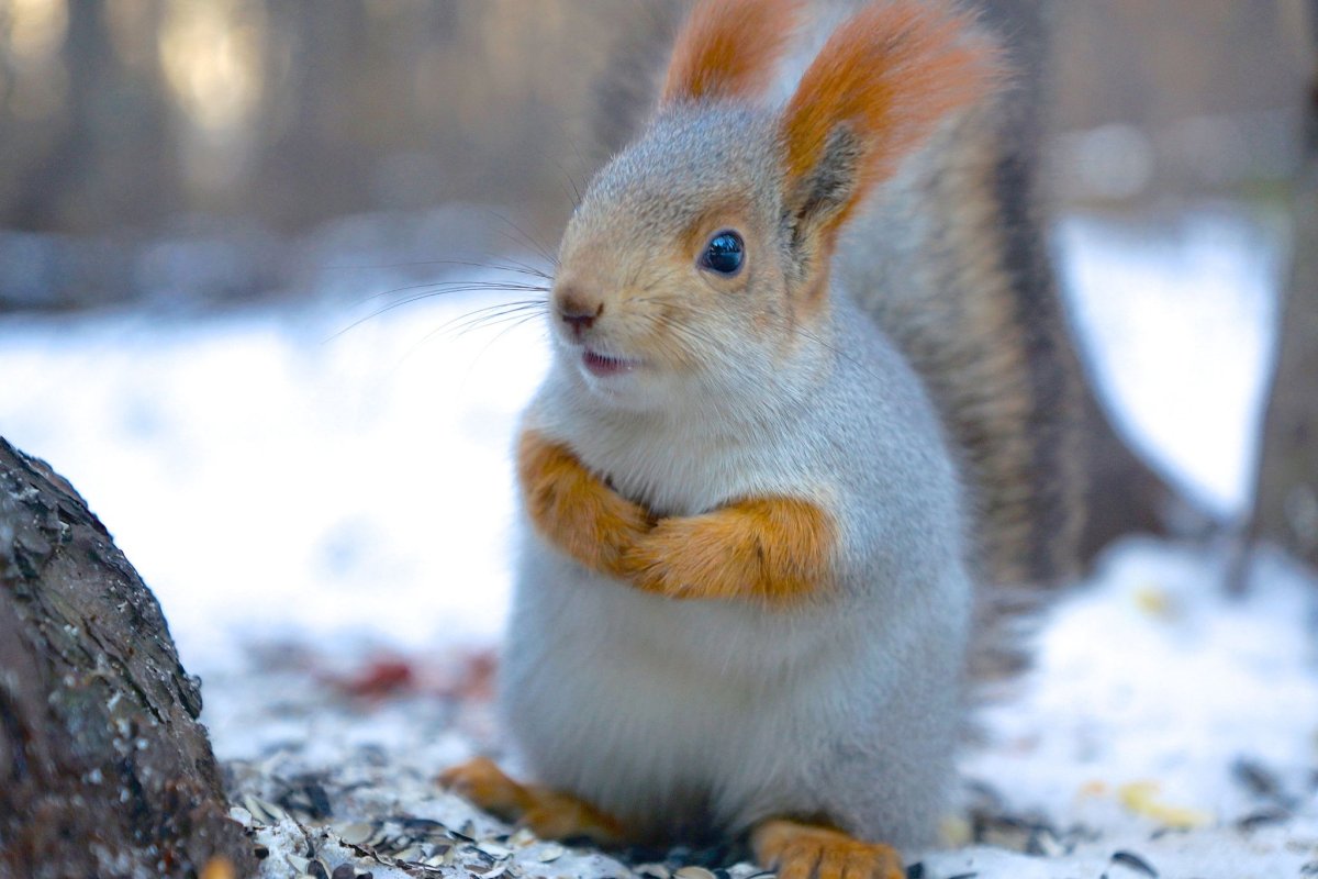 Белочка зимой