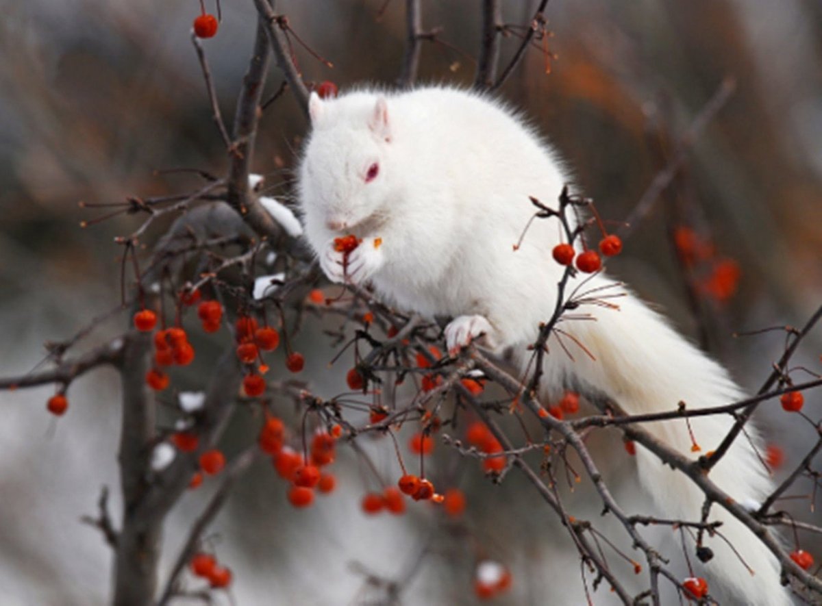 Животный мир Великобритании