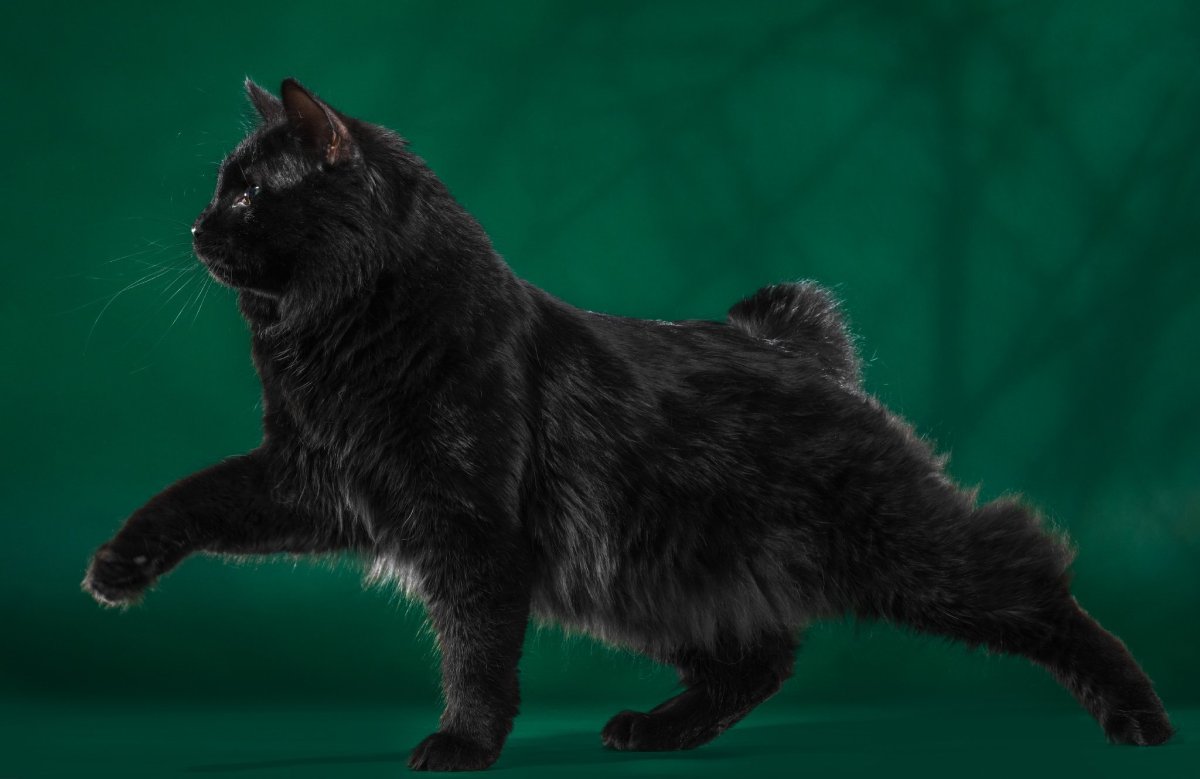 Курильский бобтейл черный