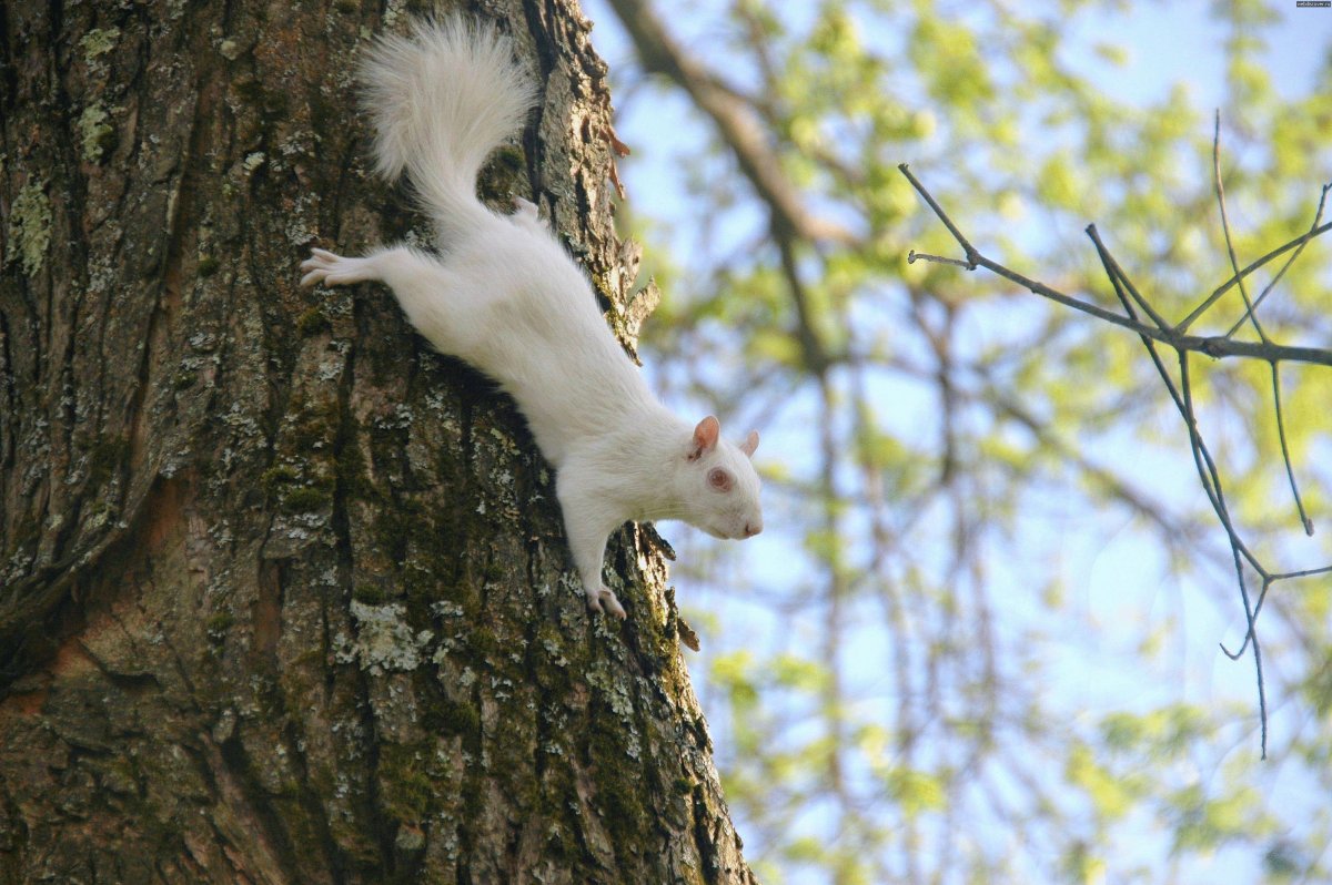 Красивые животные