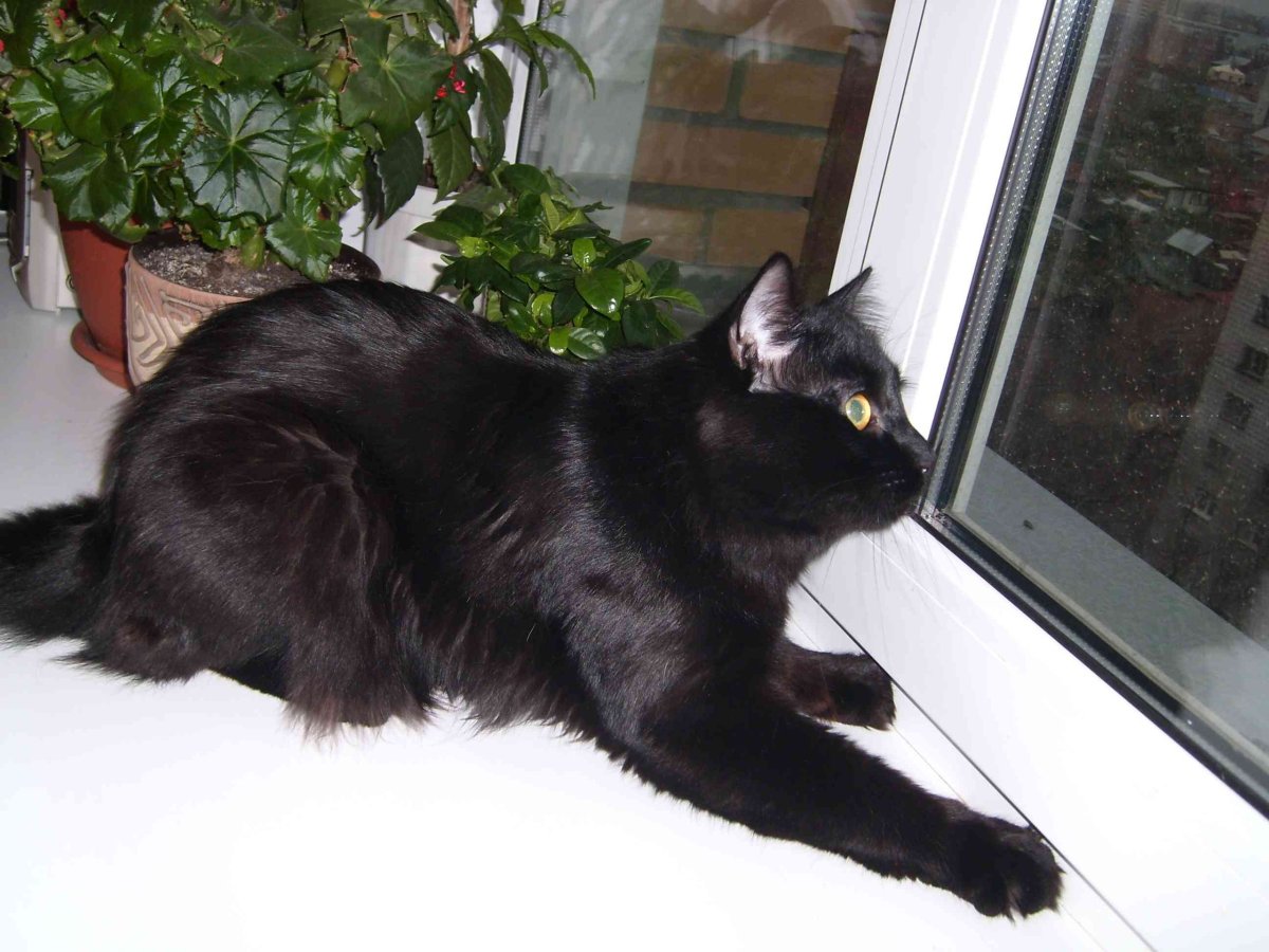 Курильский бобтейл