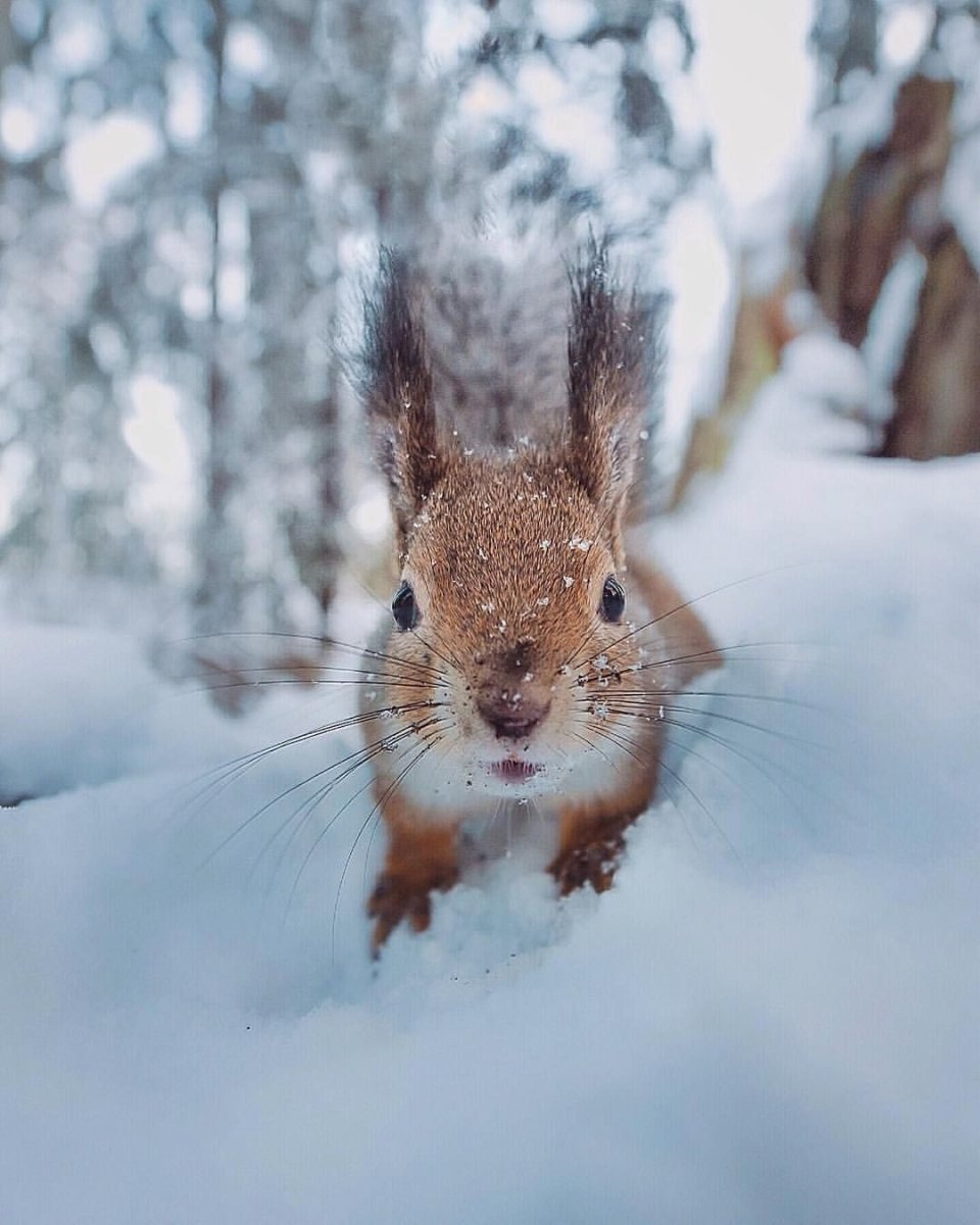 Детеныши белки бельчата