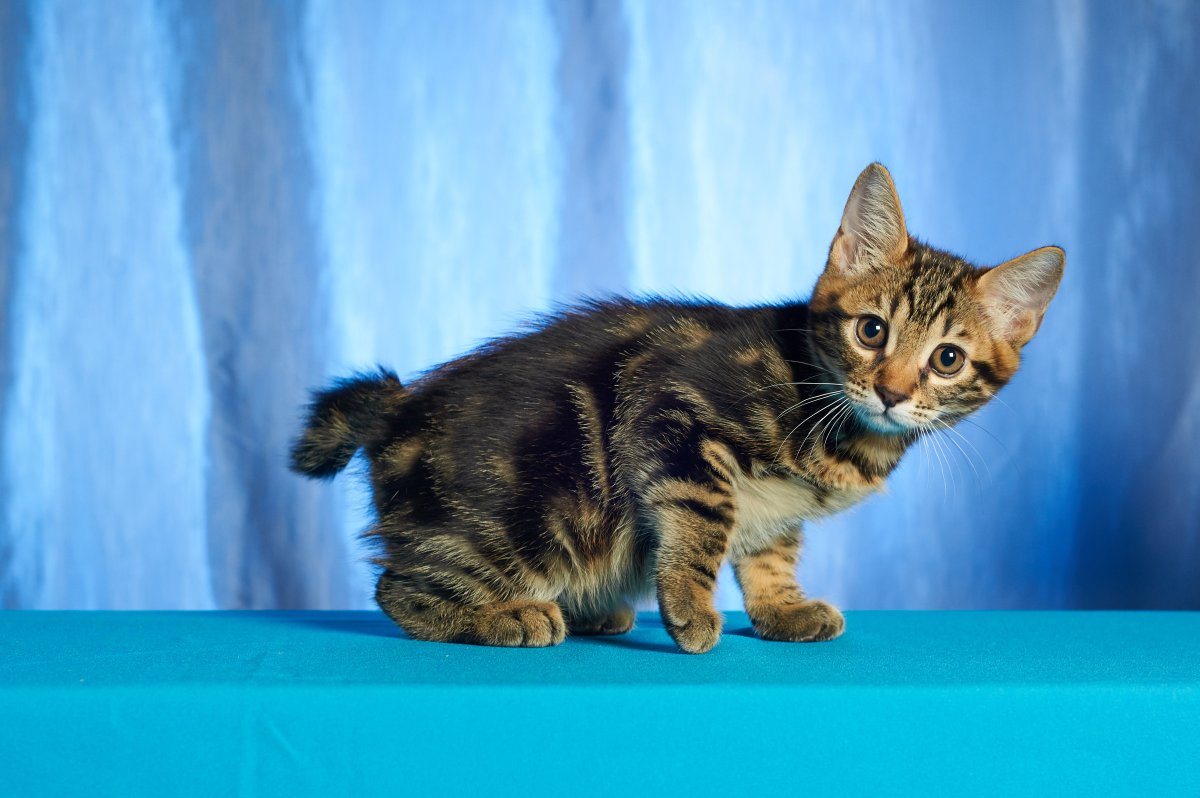 Карельский бобтейл короткошерстный