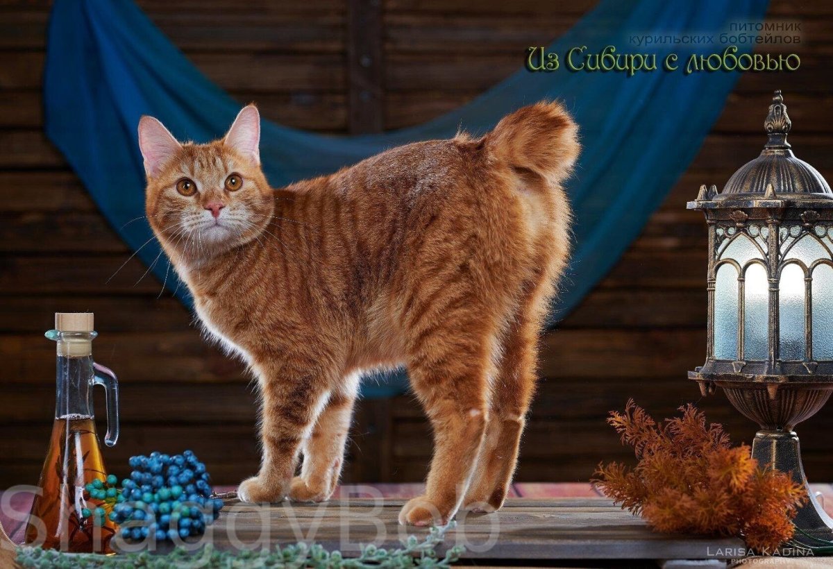 Курильский бобтейл трехцветный котенок