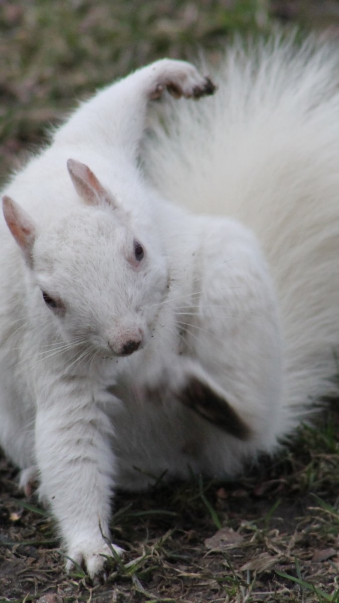 Белочка грызет орешки