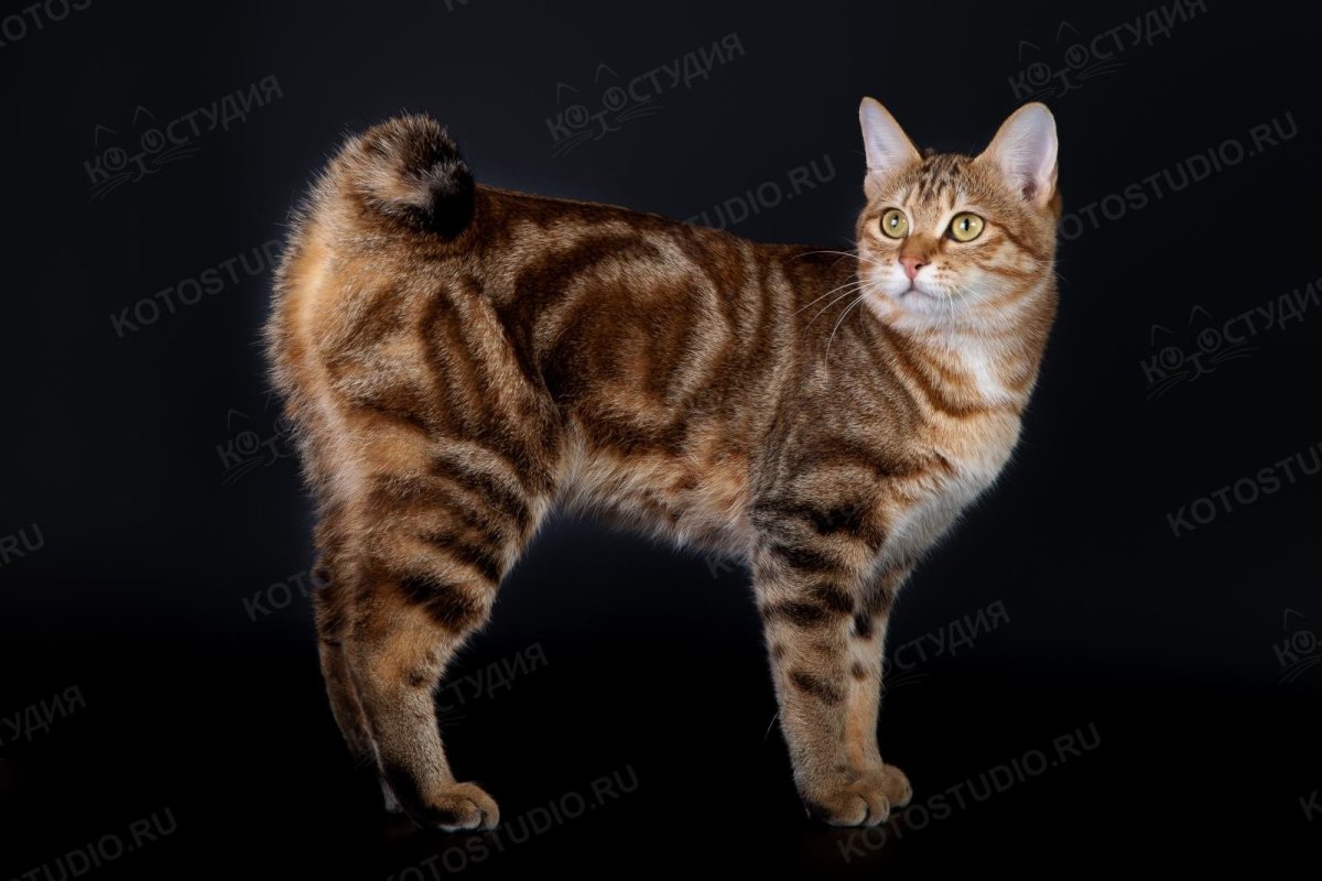 Мэнкс кошка черная