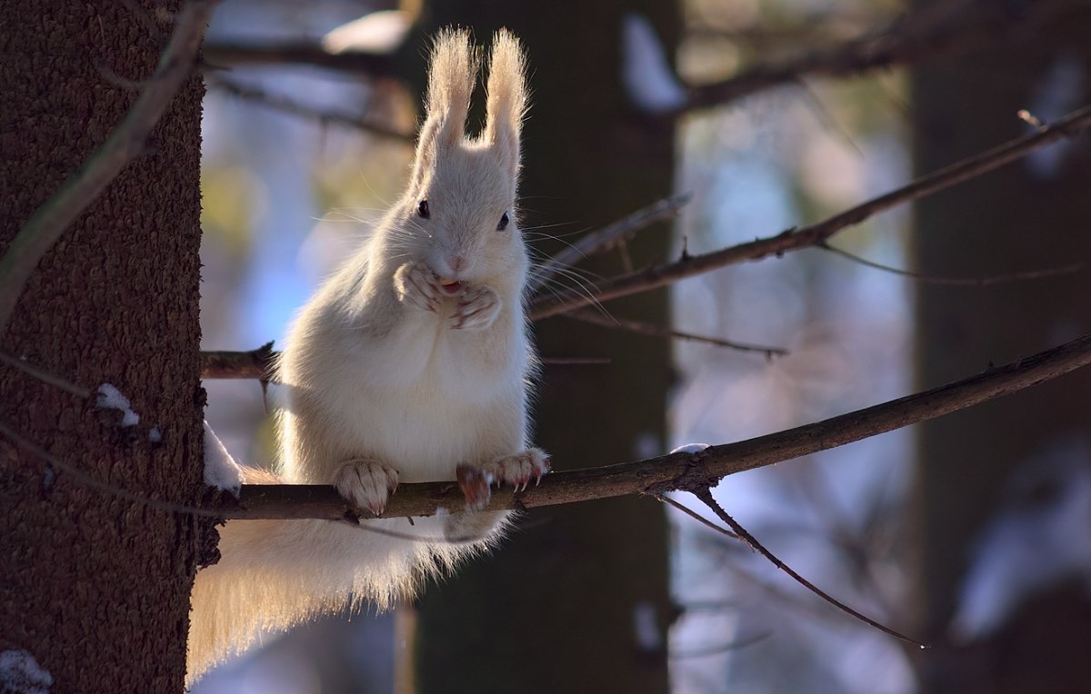 Белка альбинос