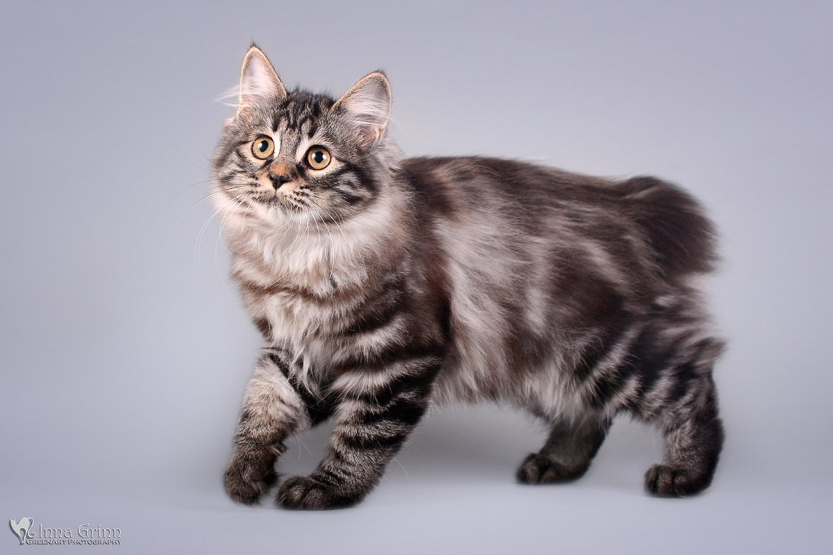 Курильский бобтейл сердолик