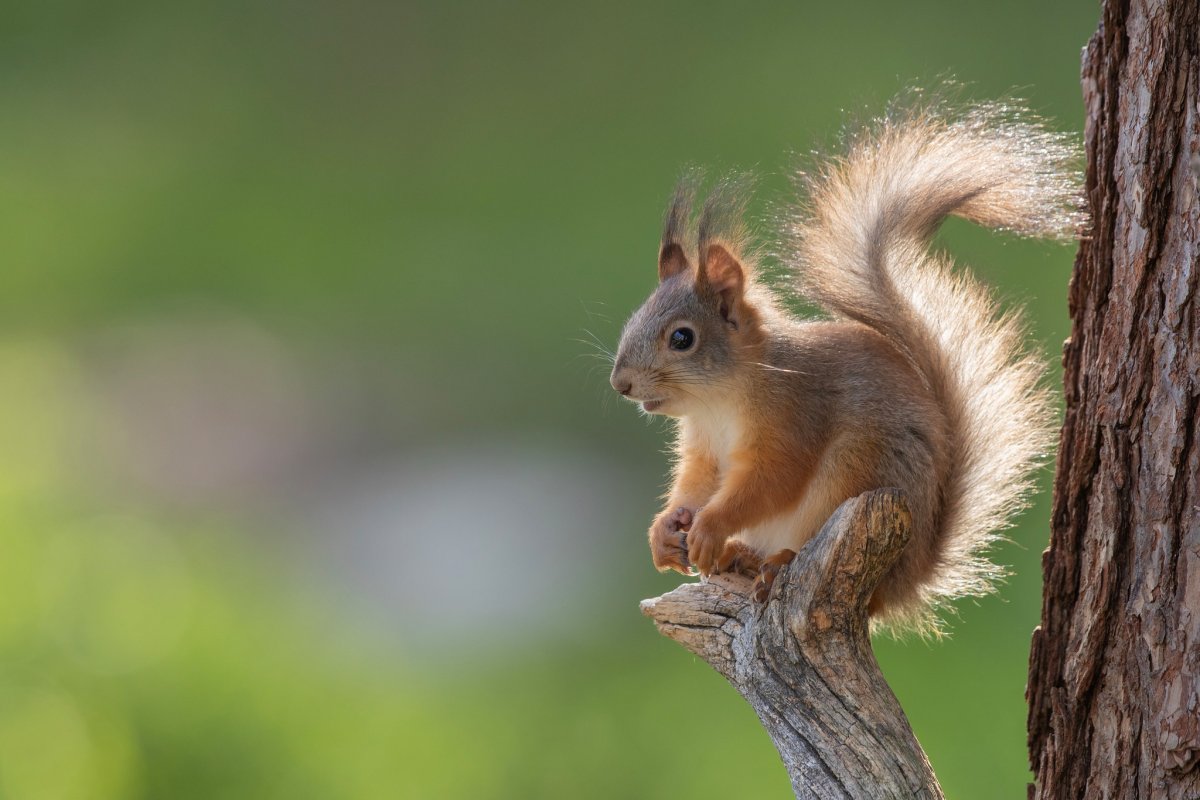 Зайчик в зимнем лесу