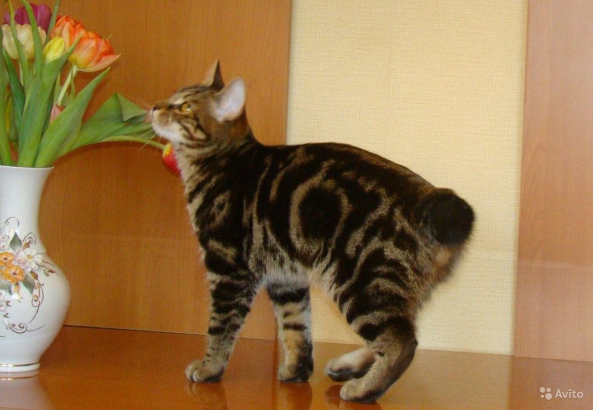 Кимрская порода Кимрик