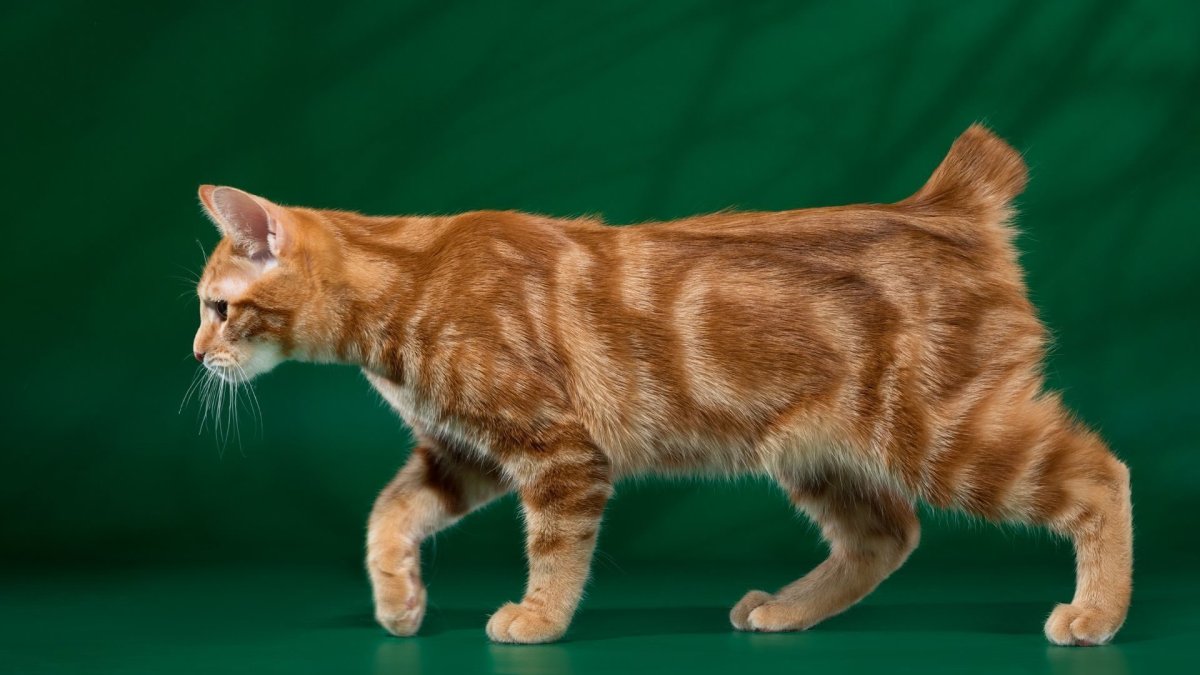 Черный коту которого белое пузо с шарфом игрушка