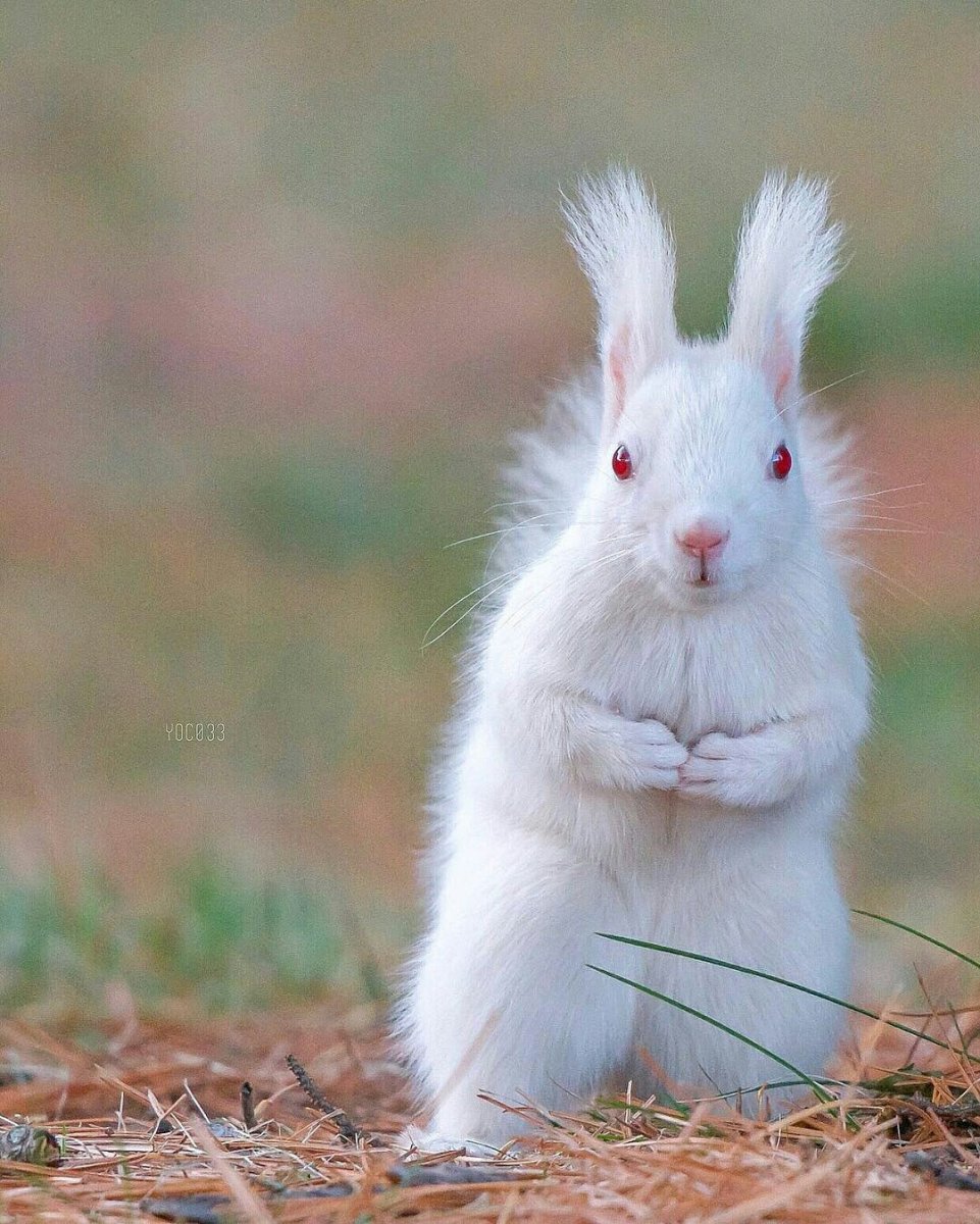 Красивые животные черно белые