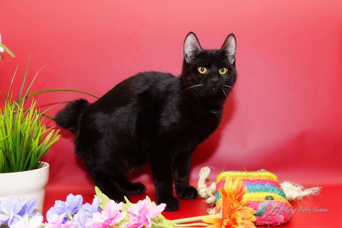 Курильский бобтейл черный