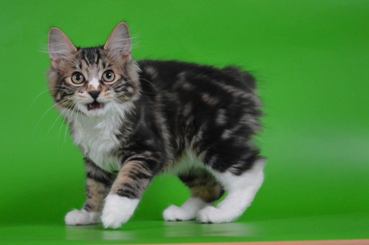 Курильский бобтейл короткошерстный