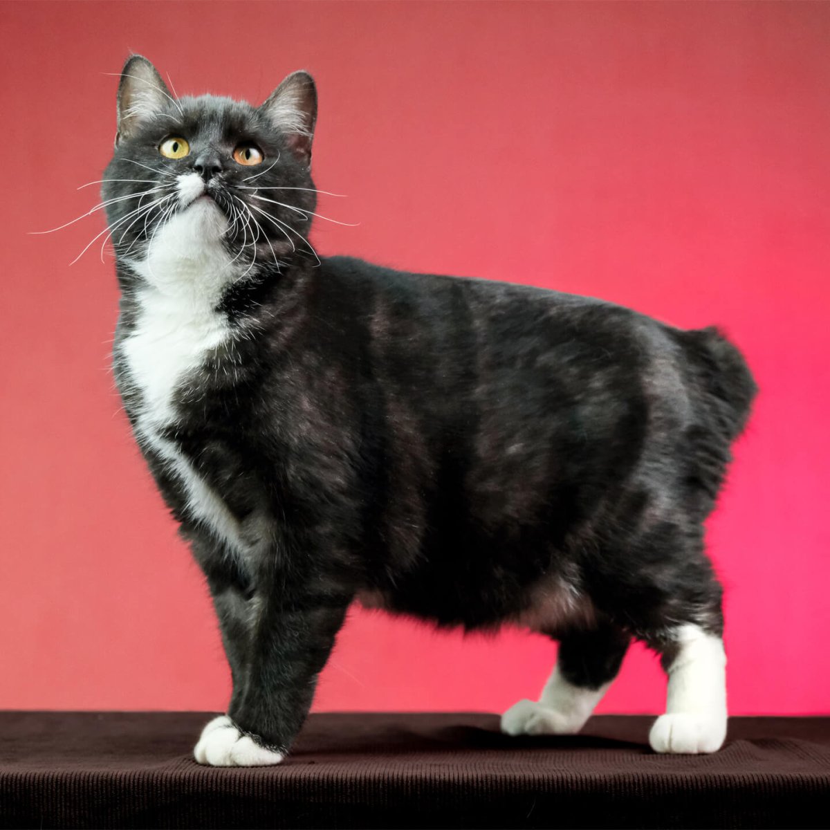 Бобтейл котенок