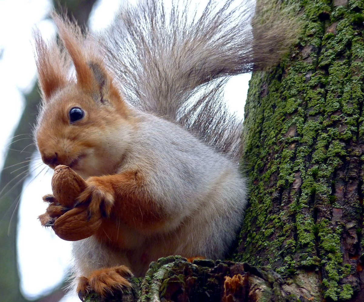 Белочки обнимаются