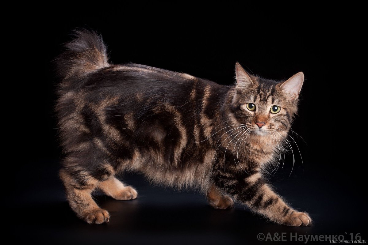 Американский бобтейл короткошёрстный