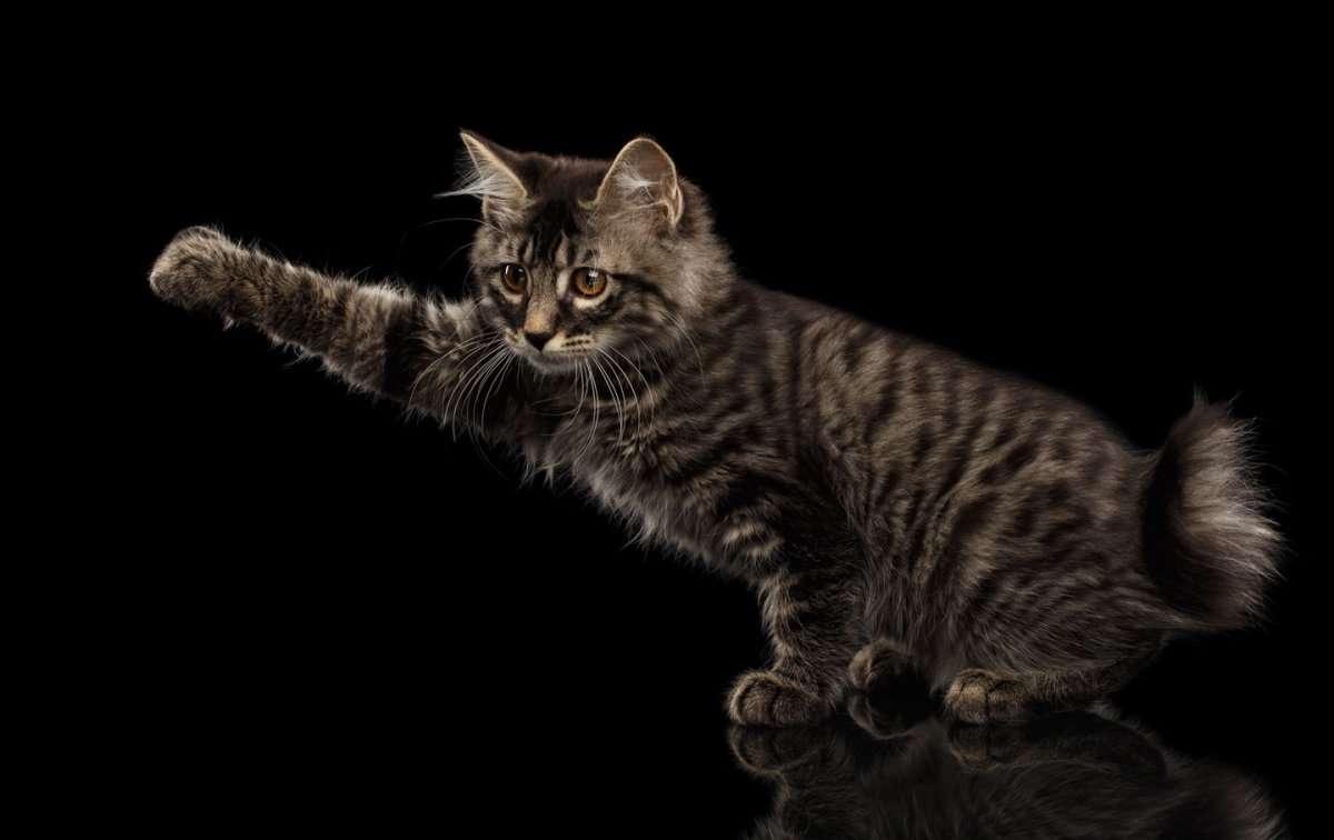 Стоимость на короткохвостых котов чёрные в год