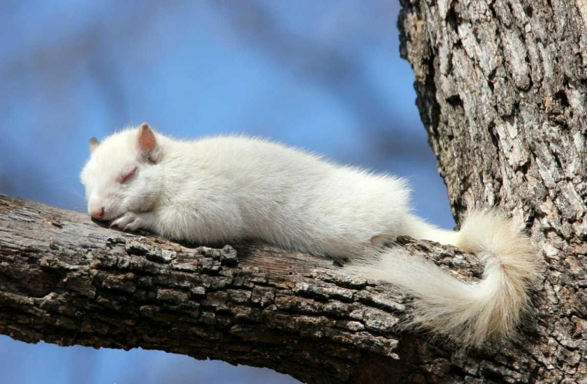 Белый зверек размером с белку