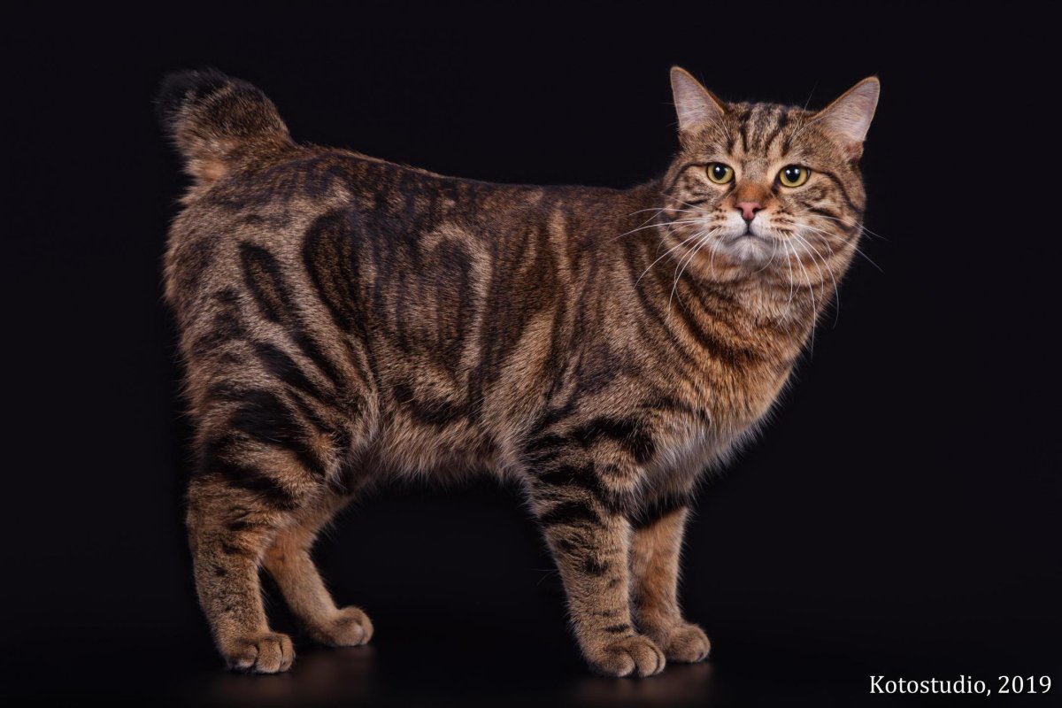 Бобтейл Курильский кот короткошерстный