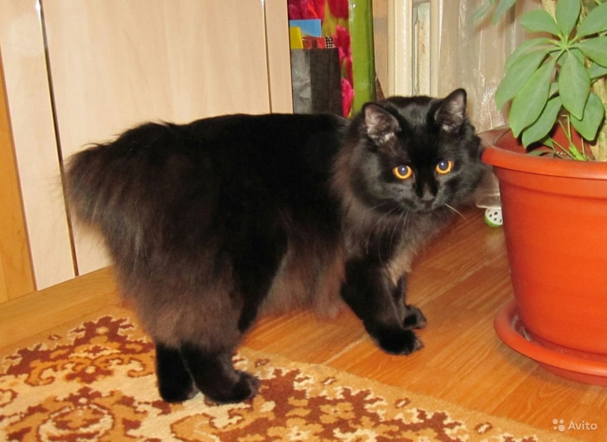 Курильский бобтейл черный гладкошерстный