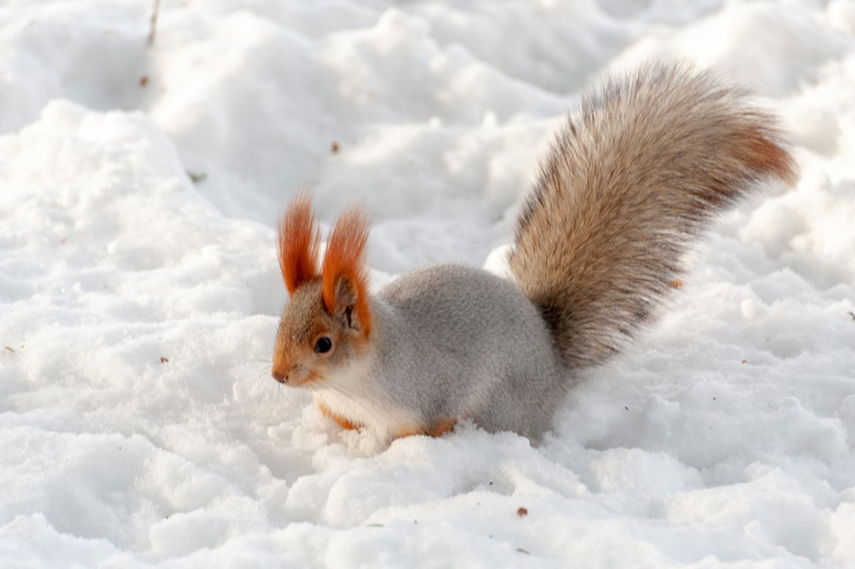 Белки альбиносы