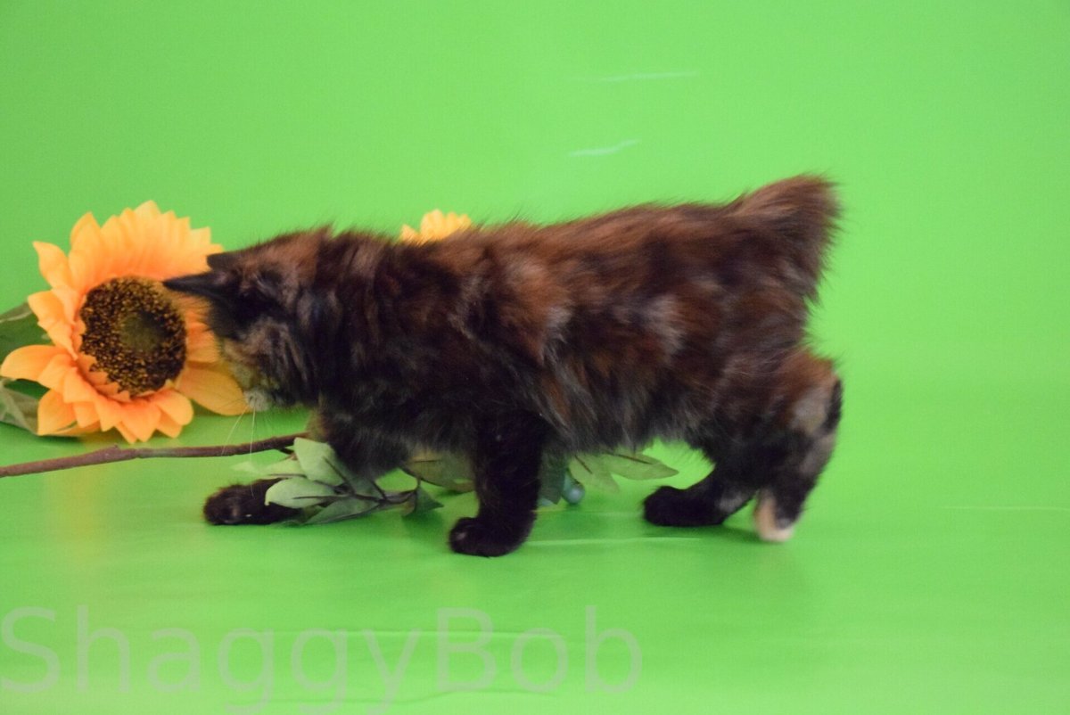 Сибирский бобтейл