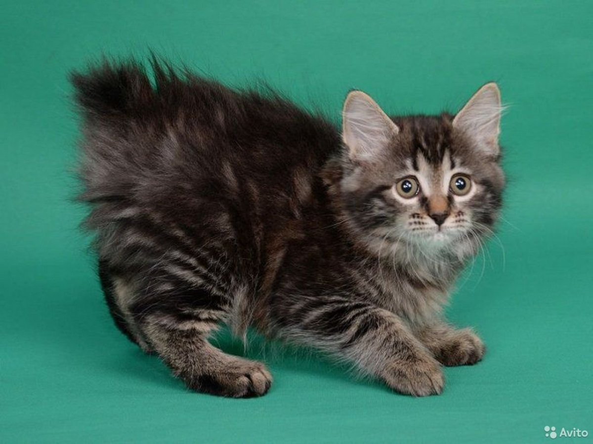 Курильский бобтейл черный