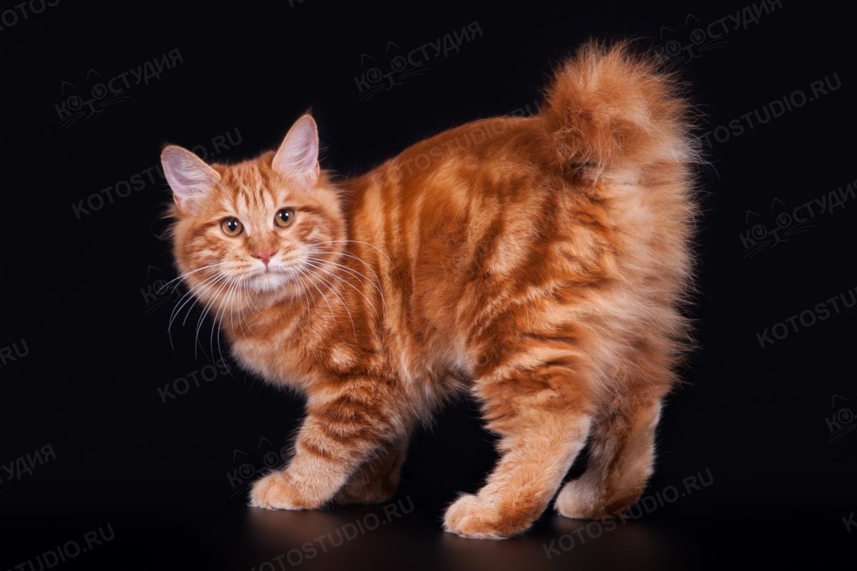 Курильский бобтейл мраморный окрас