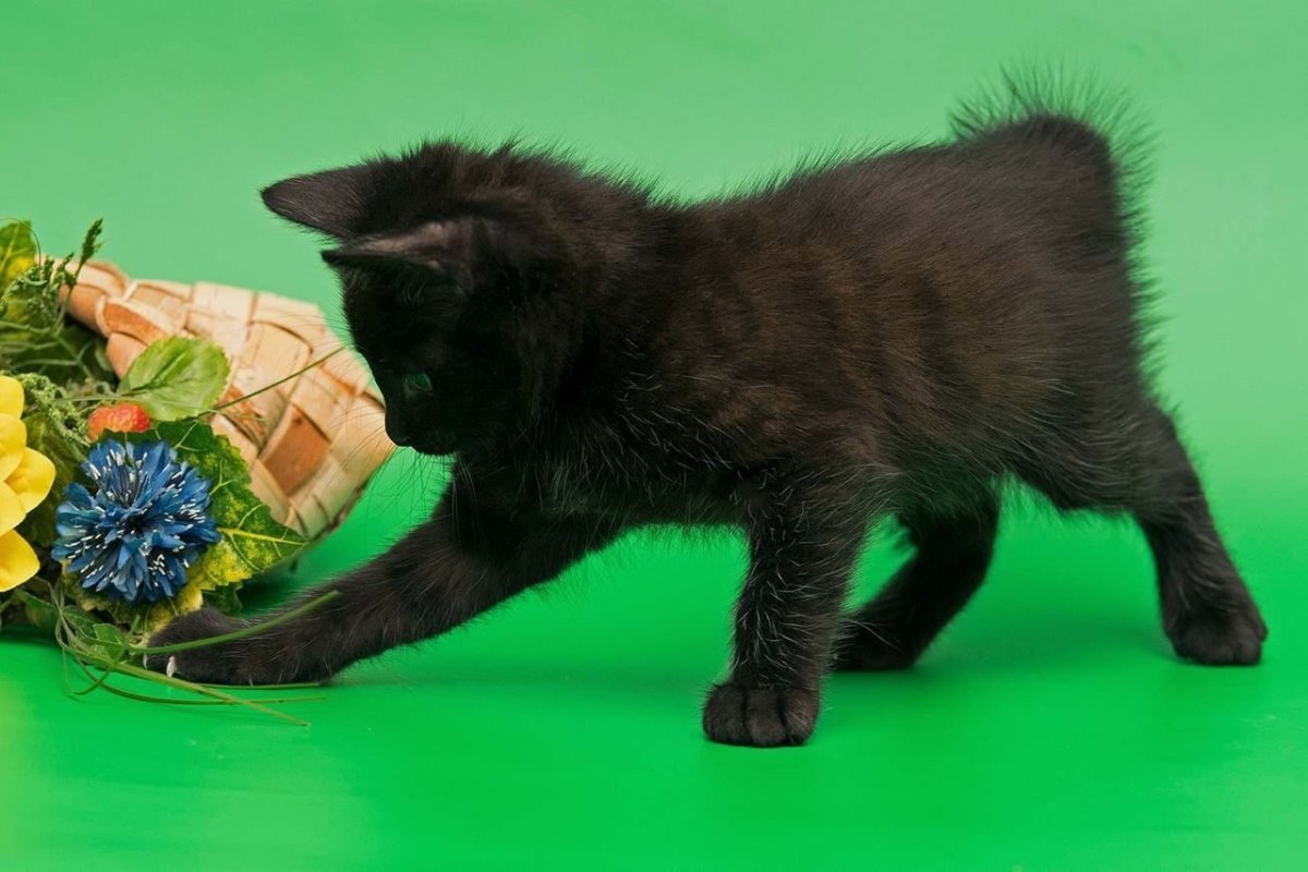 Курильский бобтейл черный