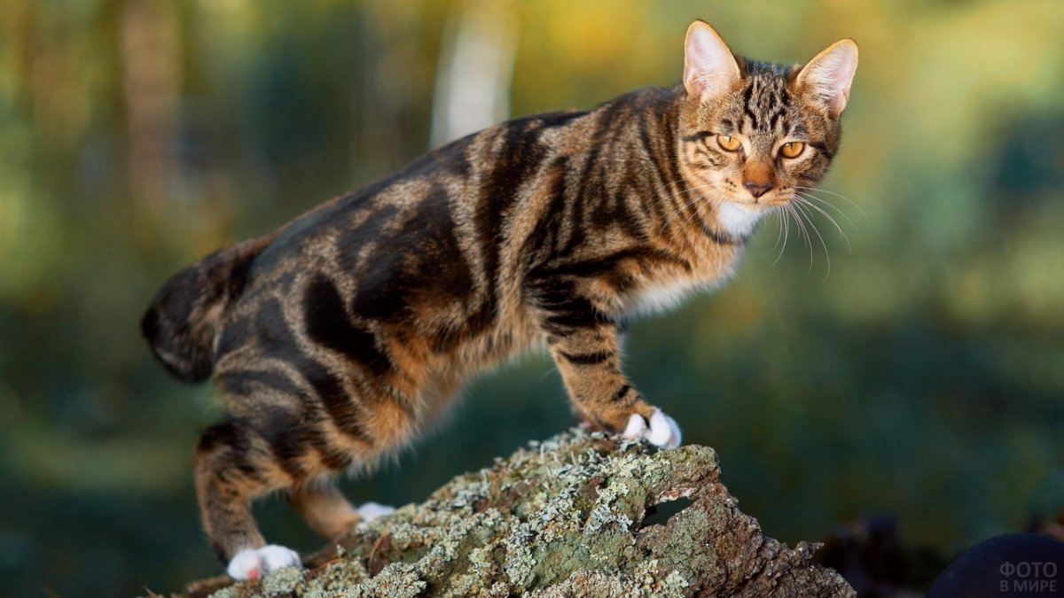 Курильский бобтейл биколор