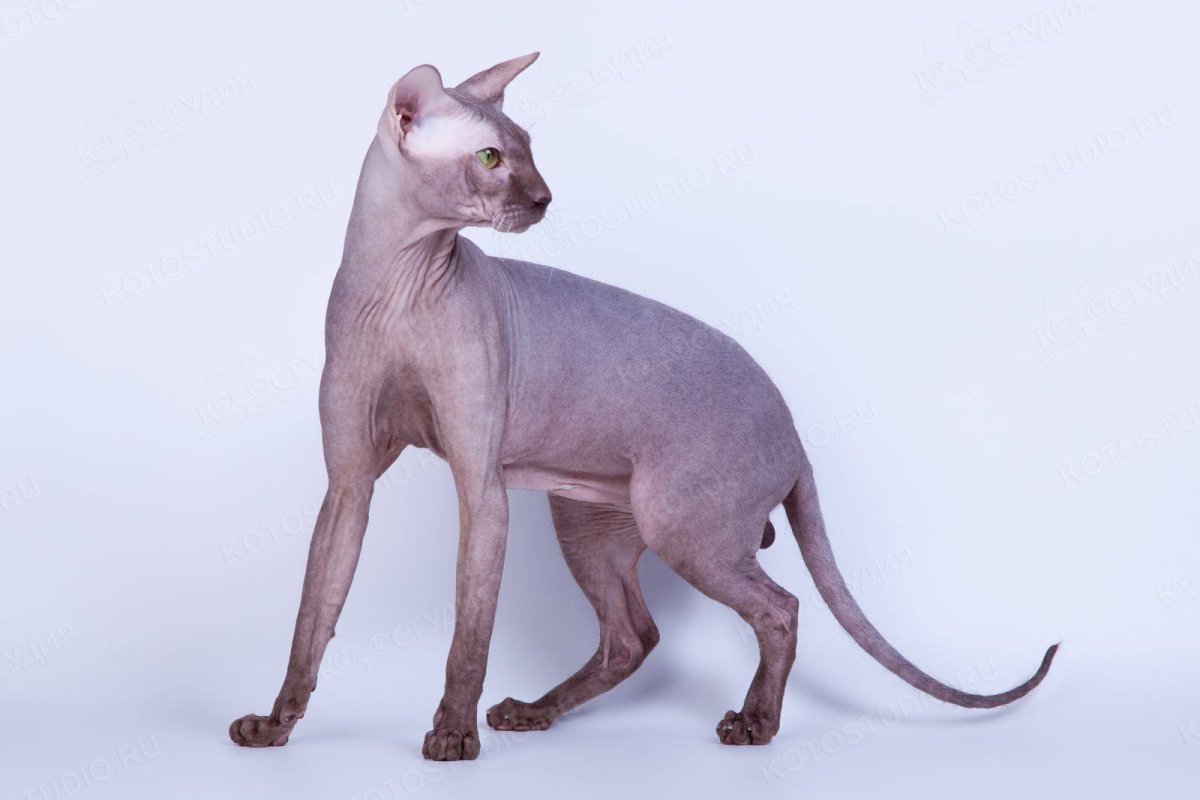 Сфинкс (порода кошек)