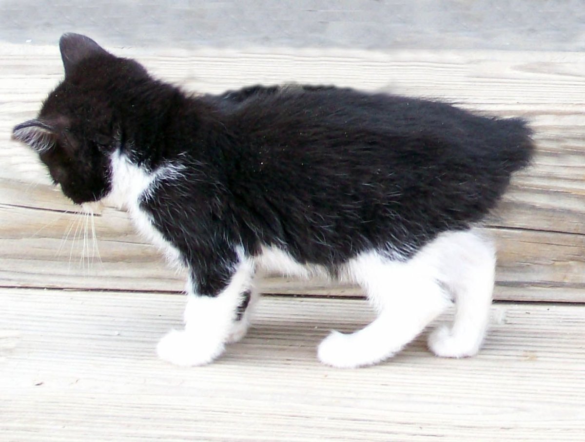 Бесхвостые бобтейл Курильский вислоухий