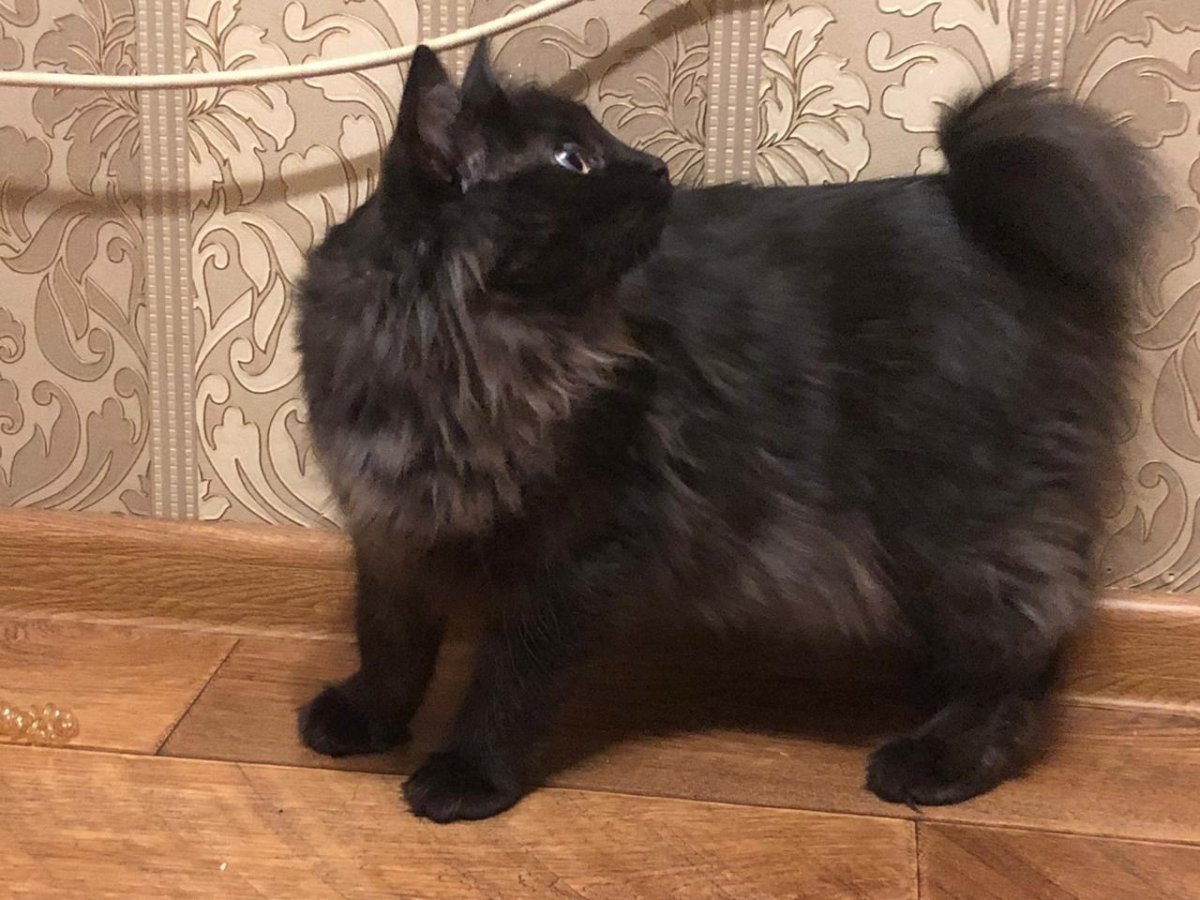 Курильский Куцехвост