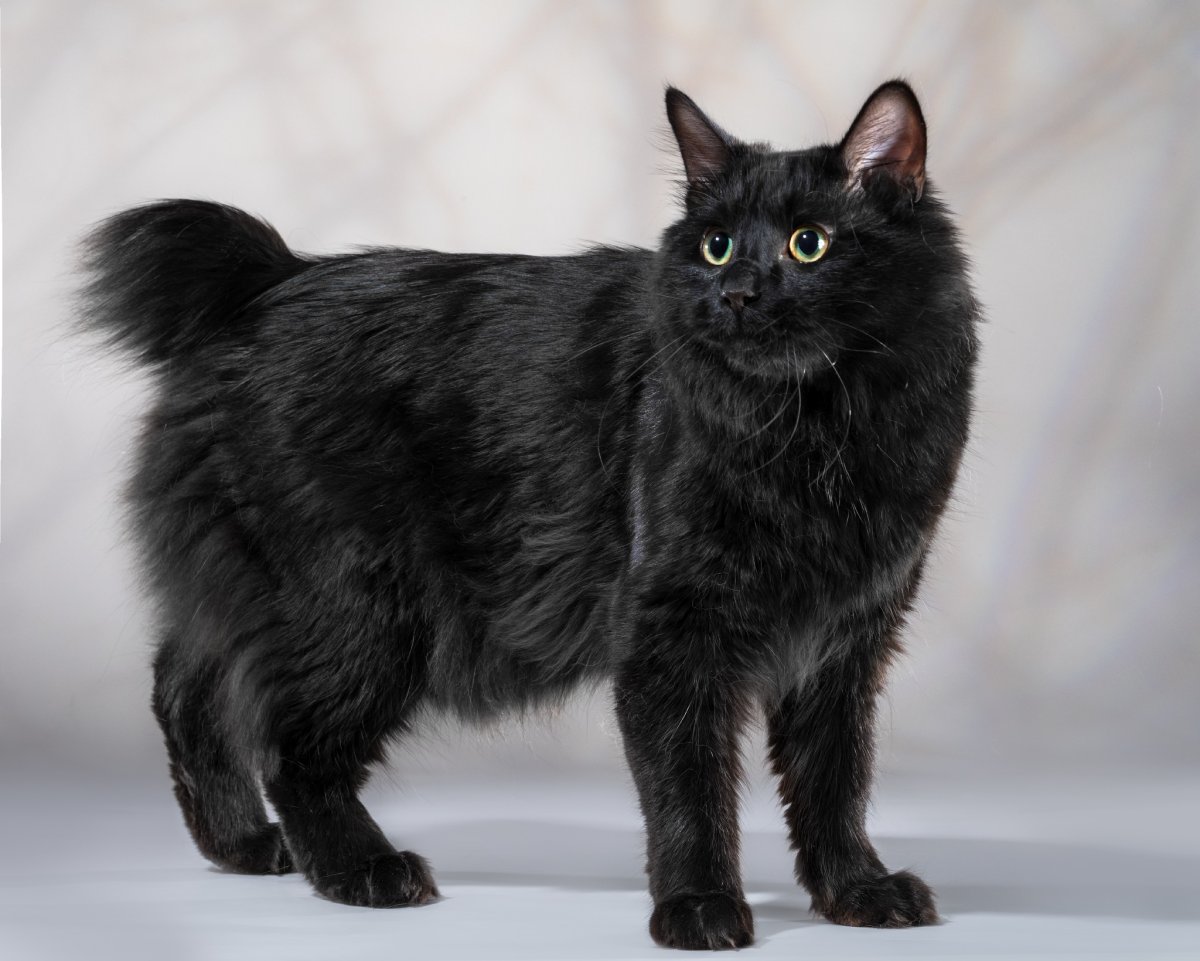 Курильский бобтейл черный