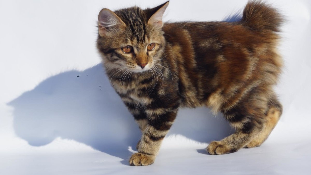 Курильский бобтейл KBL w62