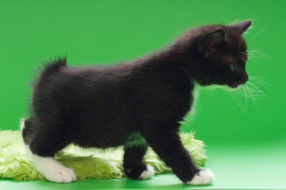 Курильский бобтейл