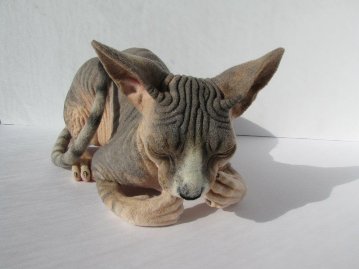 Сфинкс порода кошек канадский