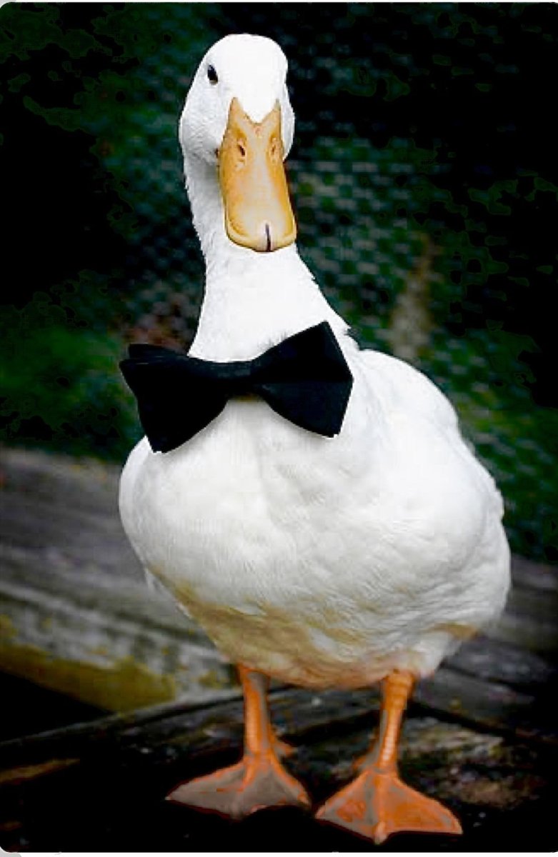 Уточка плавает