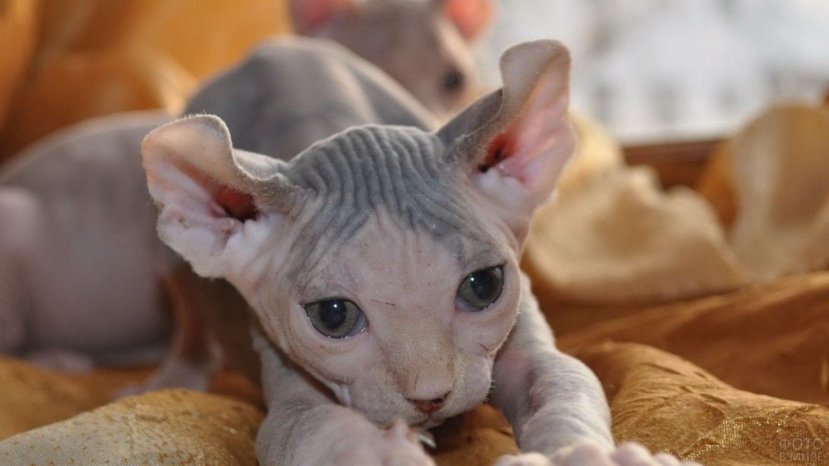 Корниш рекс лысый