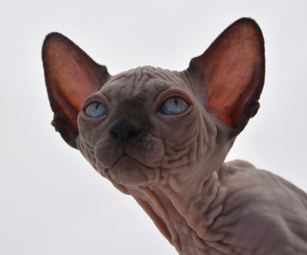 Канадский сфинкс пятнистый