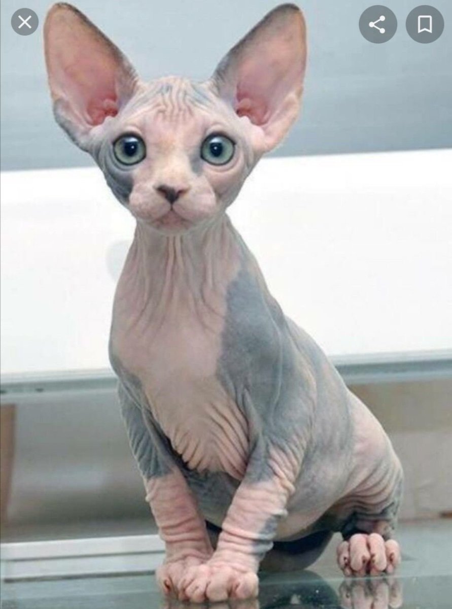 Канадский сфинкс кот