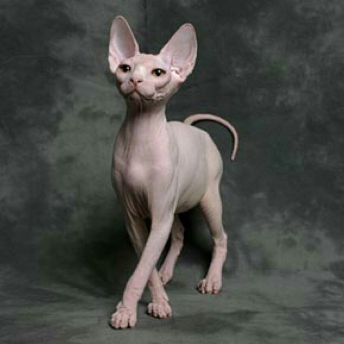 Сфинкс кошка