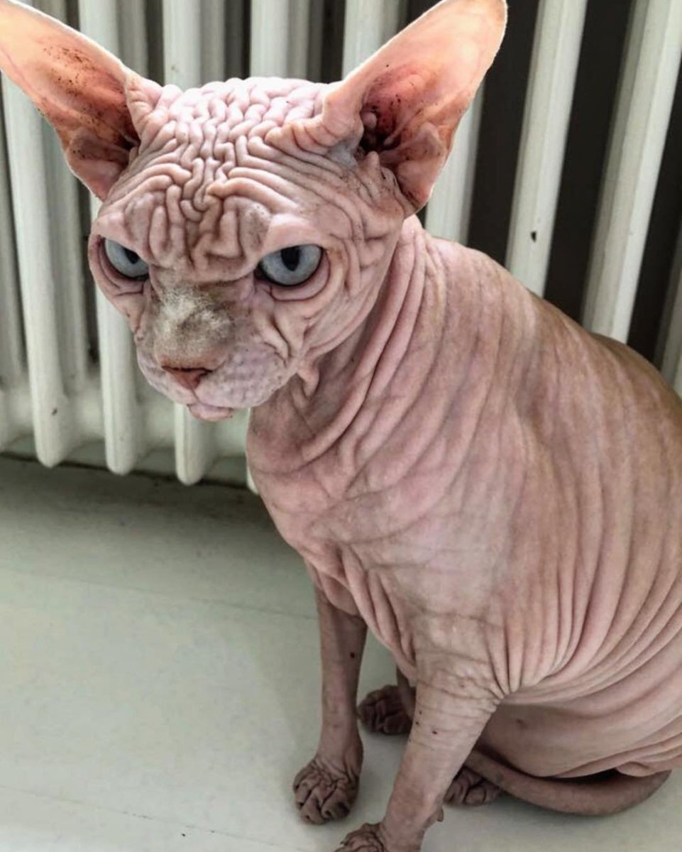 Кот Гоблин бычит