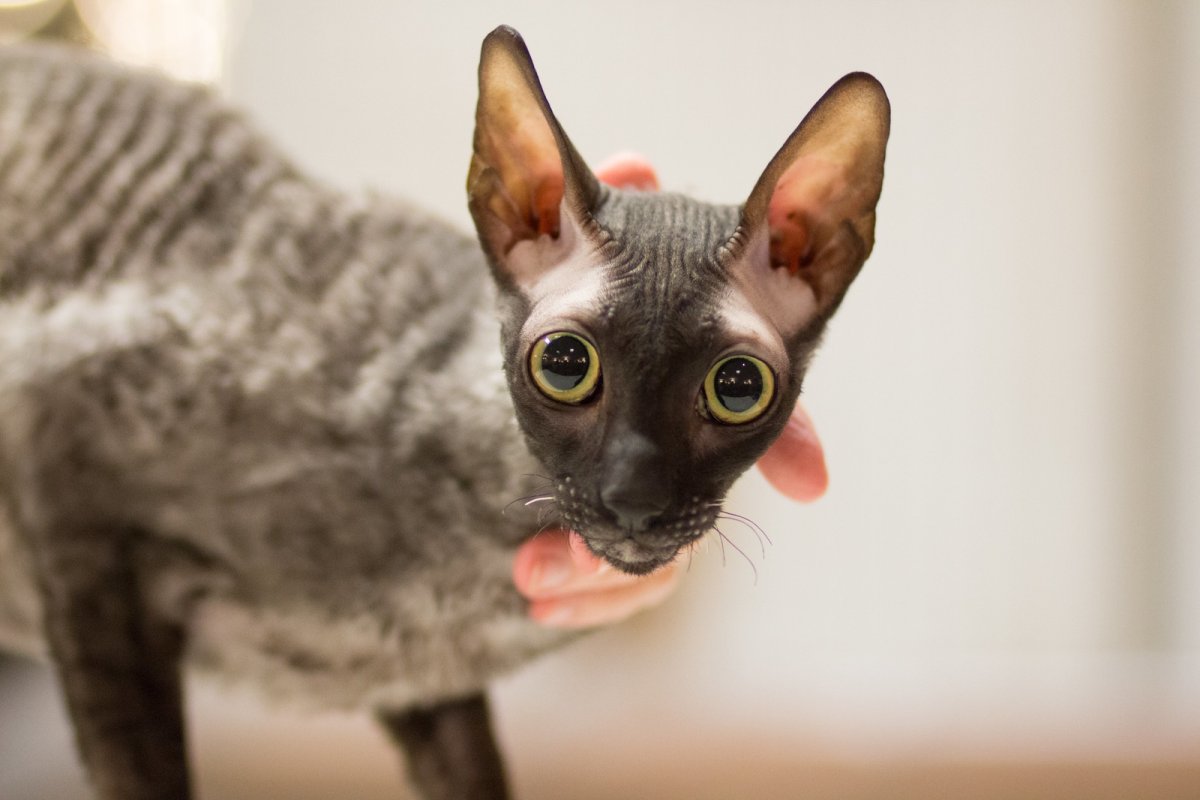 Сфинкс Девон рекс