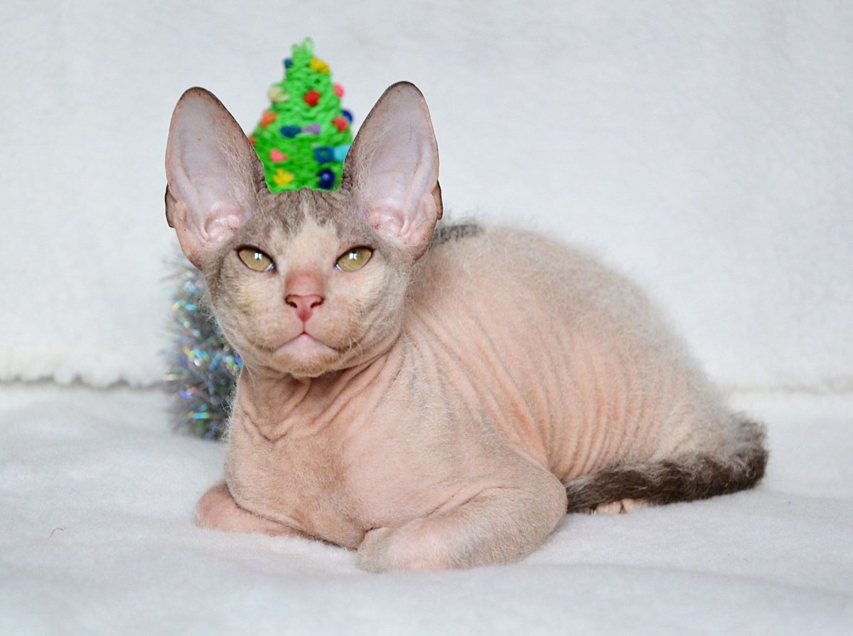 Ликой (Lykoi) кошка оборотень