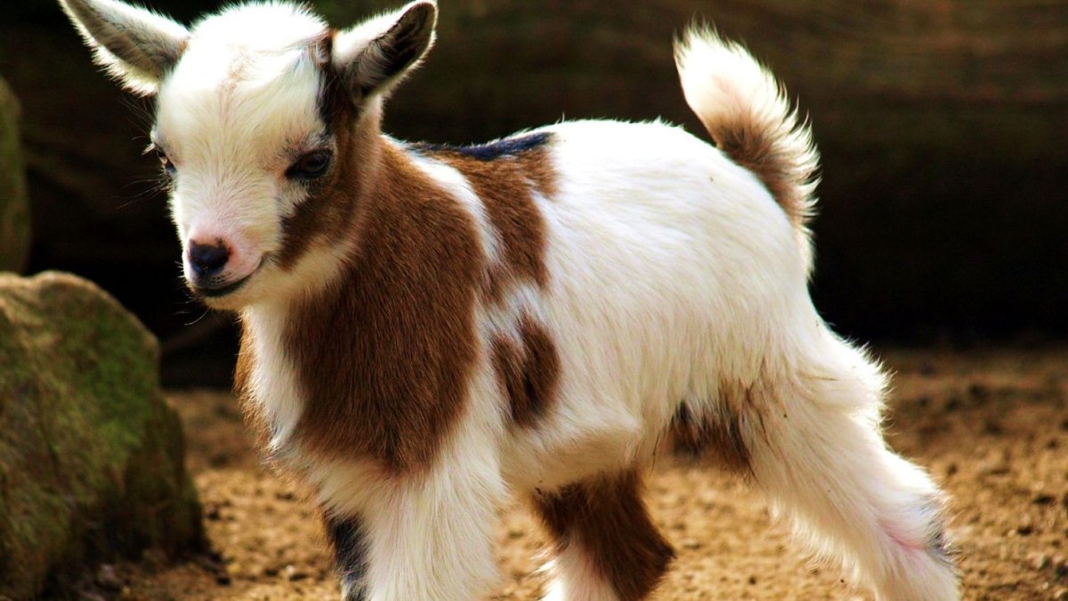 Маленькая козочка