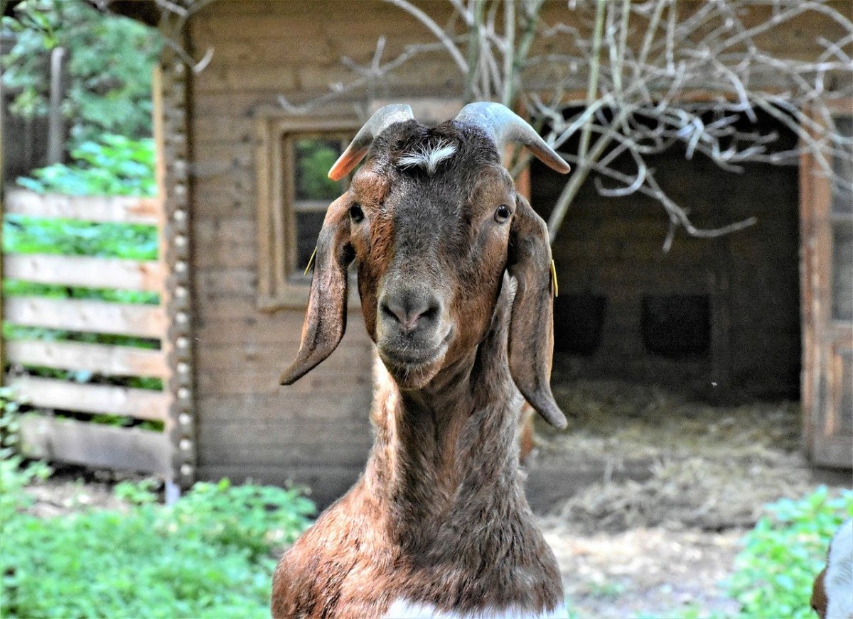 Нубийские козы с длинными ушами