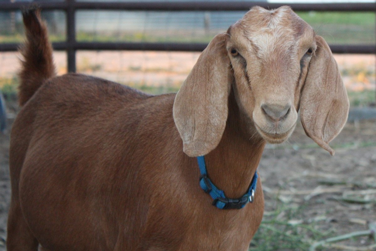 Длинноухий баран