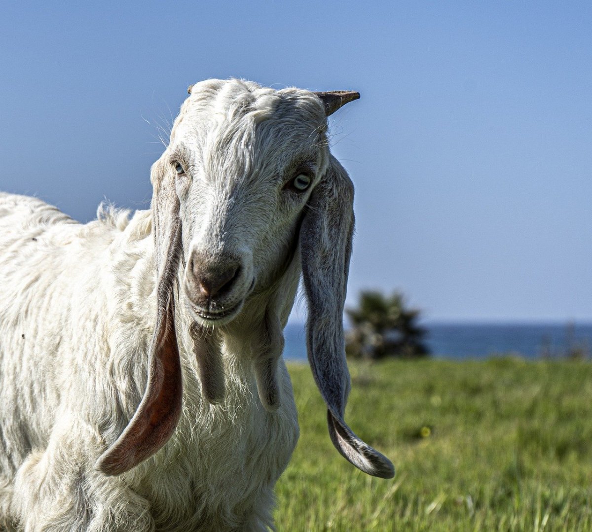 Овечка с длинными ушами